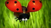Букашки Божья коровка