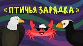 Капитан Краб Птичья зарядка